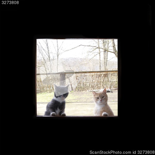 Image of curious cats looking through the window