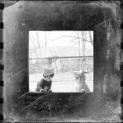 Image of curious cats looking through the window