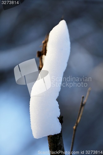 Image of Beautiful winter forest  