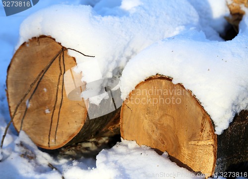 Image of Beautiful winter forest  