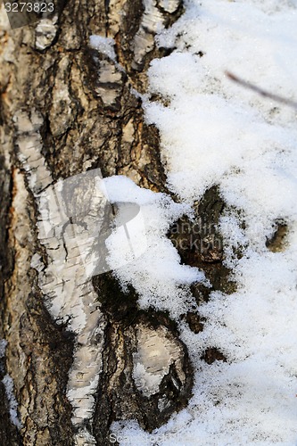 Image of Beautiful winter forest  