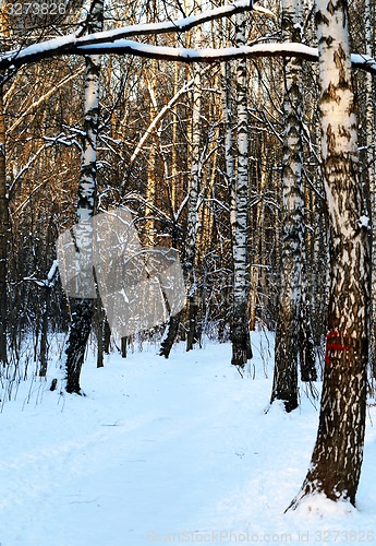 Image of Beautiful winter forest  