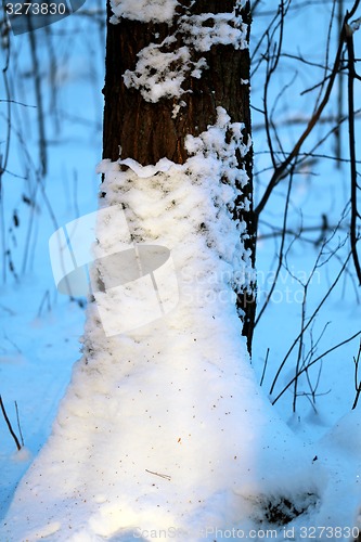 Image of Beautiful winter forest  