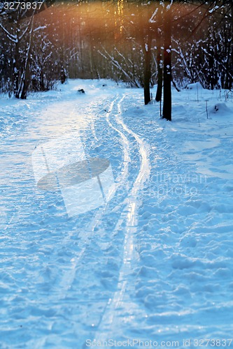 Image of Beautiful winter forest  