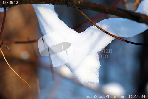 Image of Beautiful winter forest  