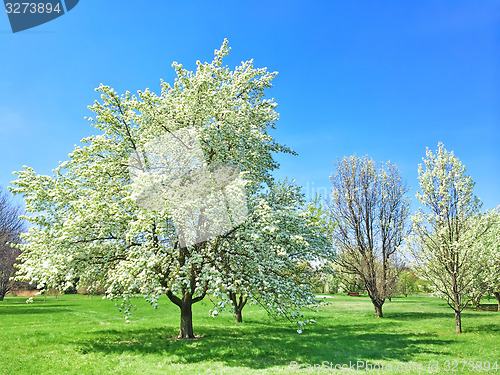 Image of Beautiful blooming tree in spring garden