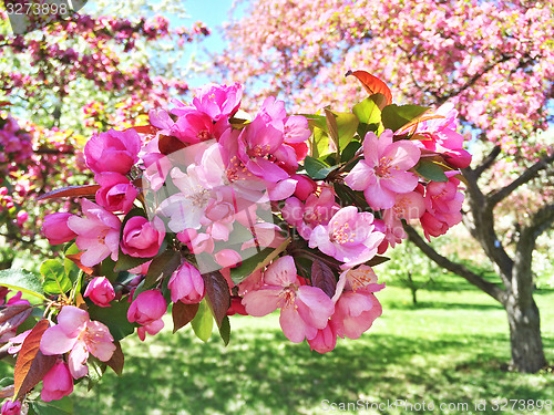 Image of Pink apple tree blossom