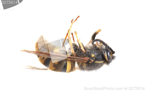 Image of Dead wasp isolated