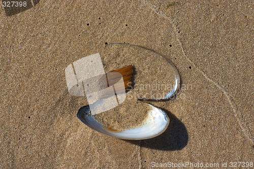 Image of Clam Shell