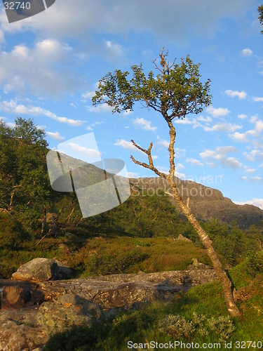 Image of Tree in the highlands