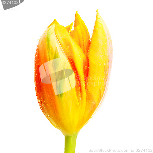 Image of Yellow Tulip