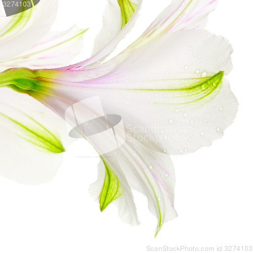 Image of White Lily