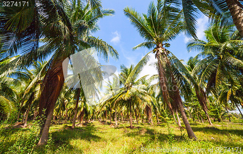 Image of Dense Jungle Scene