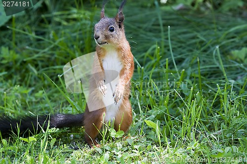 Image of red squirrel