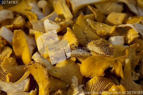 Image of chanterelles