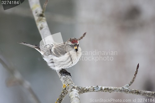 Image of red poll