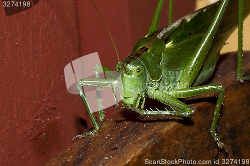 Image of grasshopper