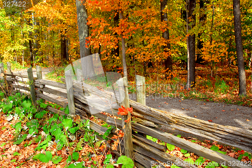 Image of Fall forest