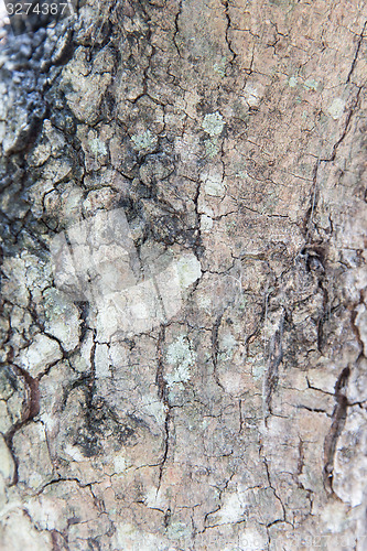 Image of tree trunk bark texture