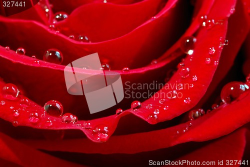 Image of Red rose