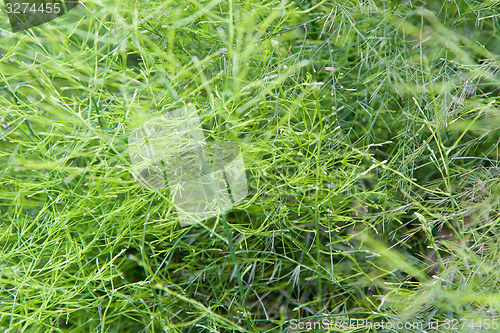 Image of green grass or herb outdoors