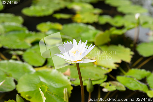 Image of close up of white water lily in pond