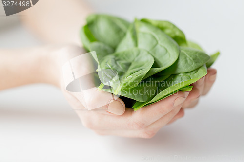 Image of close up of woman hands holding spinach