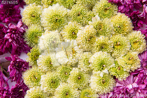 Image of beautiful chrysanthemums flowers