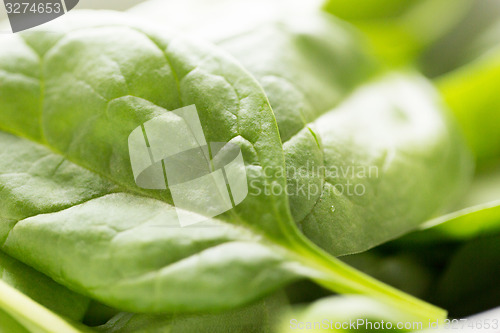 Image of close up of fresh green spinach leafs