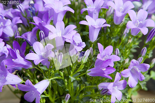 Image of beautiful bellflowers at summer garden