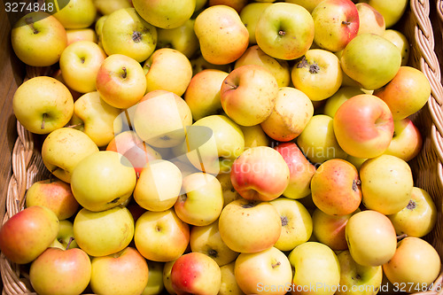 Image of ripe apples in basket at food market or farm
