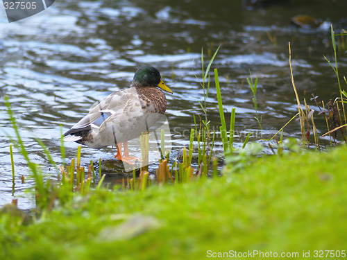 Image of duck on a stone