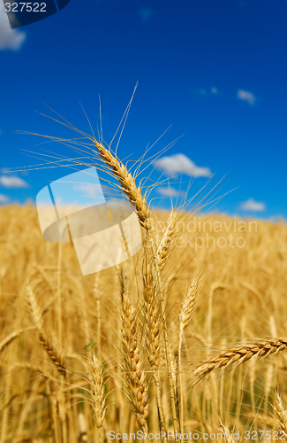 Image of Golden wheat