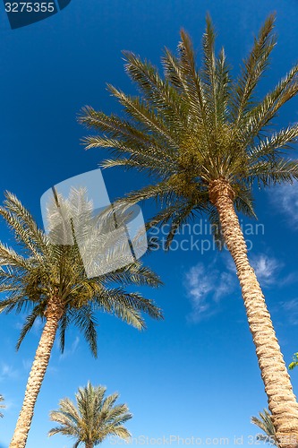 Image of Palm trees in Egypt.