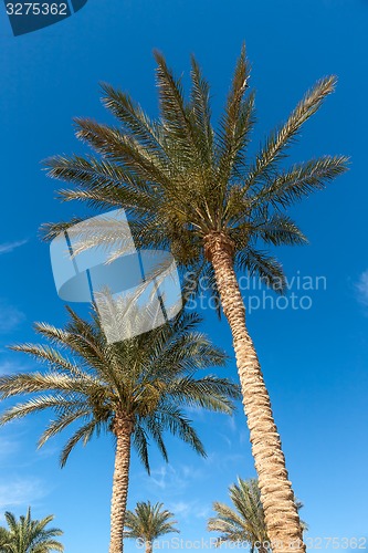 Image of Palm trees in Egypt.