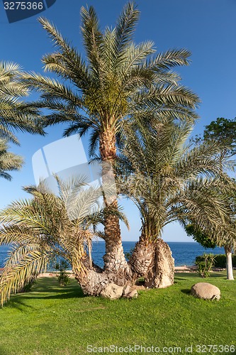 Image of Palm trees in Egypt.