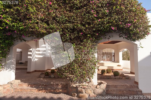 Image of pink bougainvillea, Sharm el Sheikh, Egypt.