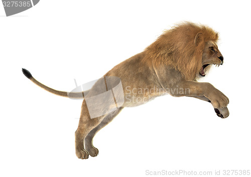 Image of Male Lion