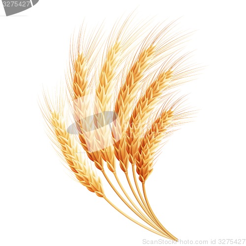 Image of Wheat ears. EPS 10