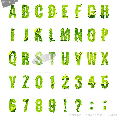 Image of Green leaf lettuce alphabet. EPS 10