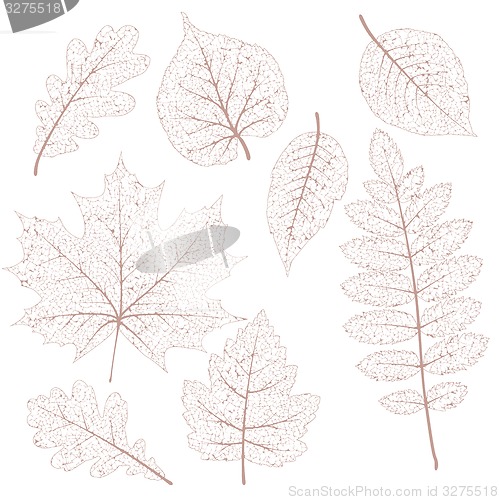 Image of Dried leaves set. EPS 10