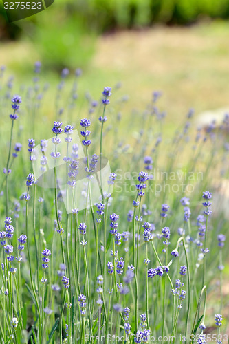 Image of Lavender flowers