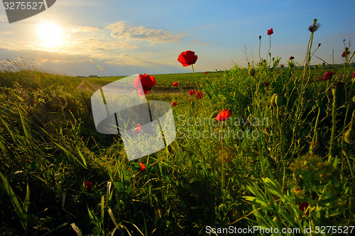 Image of field with green grass and red poppies