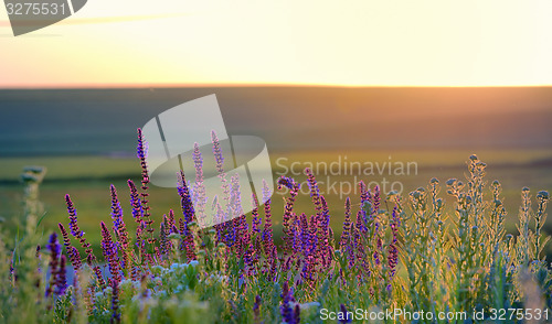 Image of violet flowers