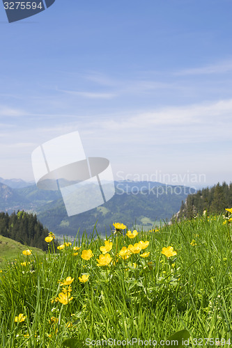 Image of Buttercups Bavaria Alps