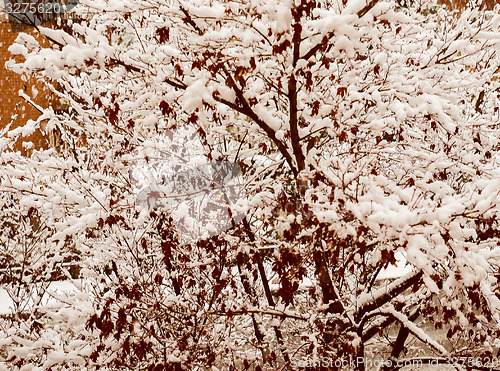 Image of Retro look Red maple tree