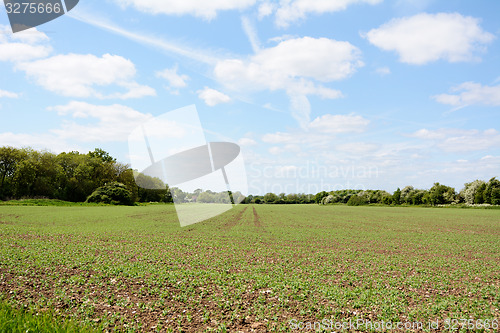 Image of Tree-lined farm field with crops growing