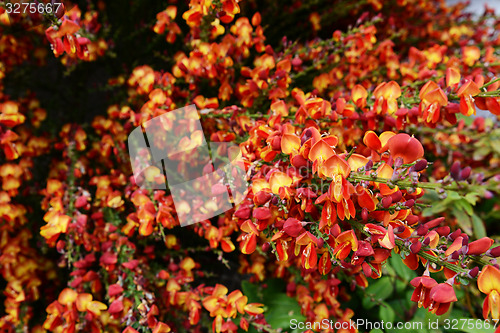 Image of Red broom flowers