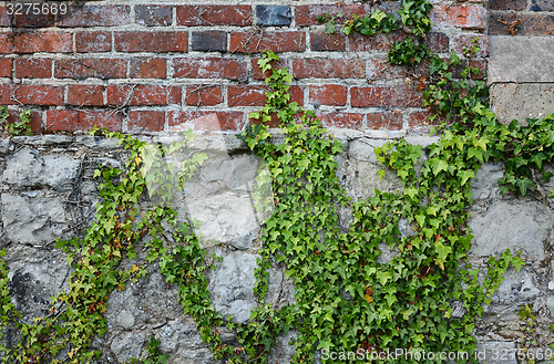 Image of Ivy on a rough brick wall