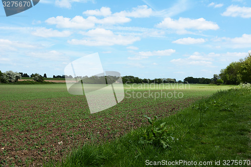 Image of Crops beginning to grow